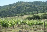 Weingut Matetic (9)