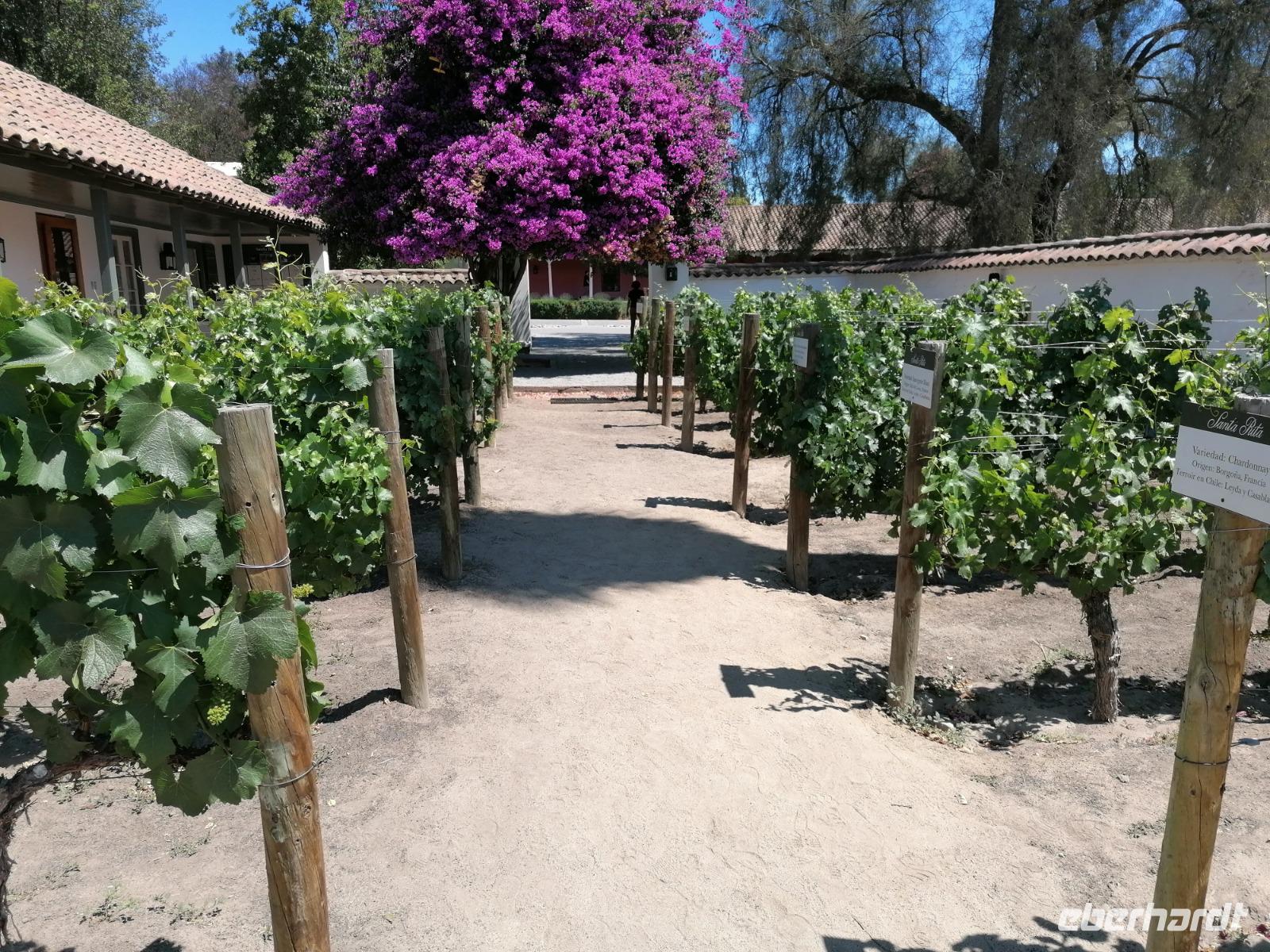 Weingut Santa Rita