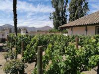 Weingut Santa Rita