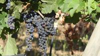 Weingut Viña Veramonte 