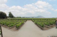 Weinprobe im Maipo-Tal 