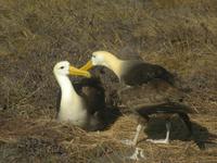 Wellenalbatross 2
