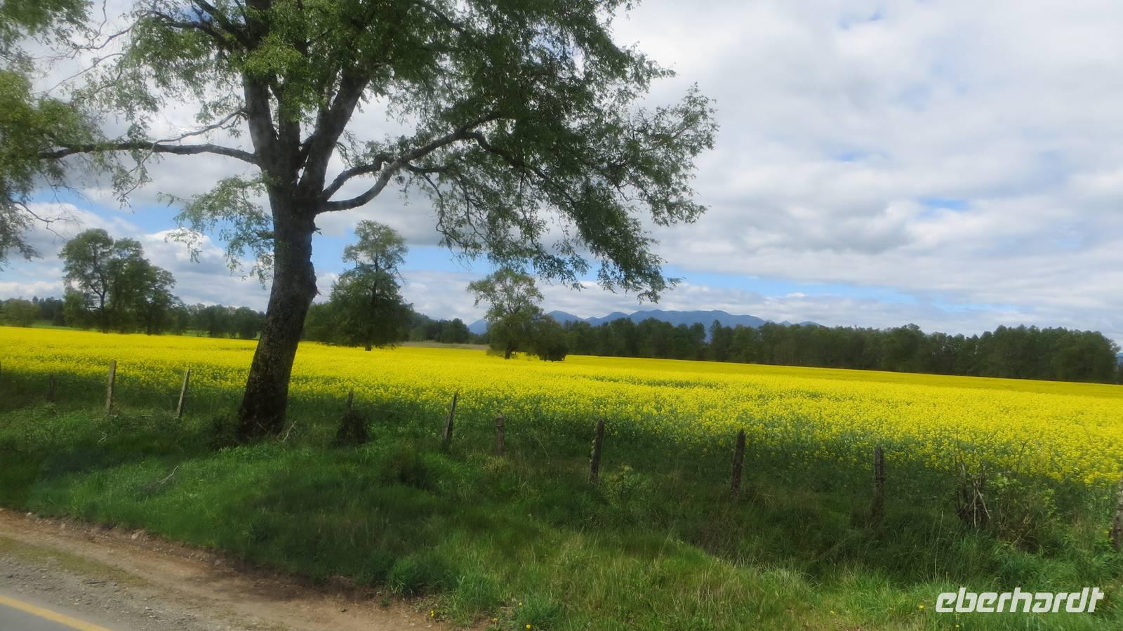 auf dem Weg nach Panguipulii