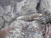ein Seelöwe