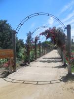 im Rosengarten