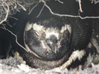 junger Pinguin