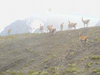 viele Vicunas