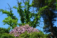 061 Heather Castle and Garden