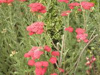 Penshurst Place and Gardens