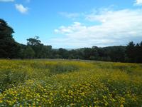 Lost Gardens of Heligan