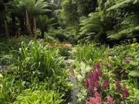 Trebah Garden