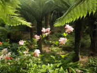 Trebah Garden