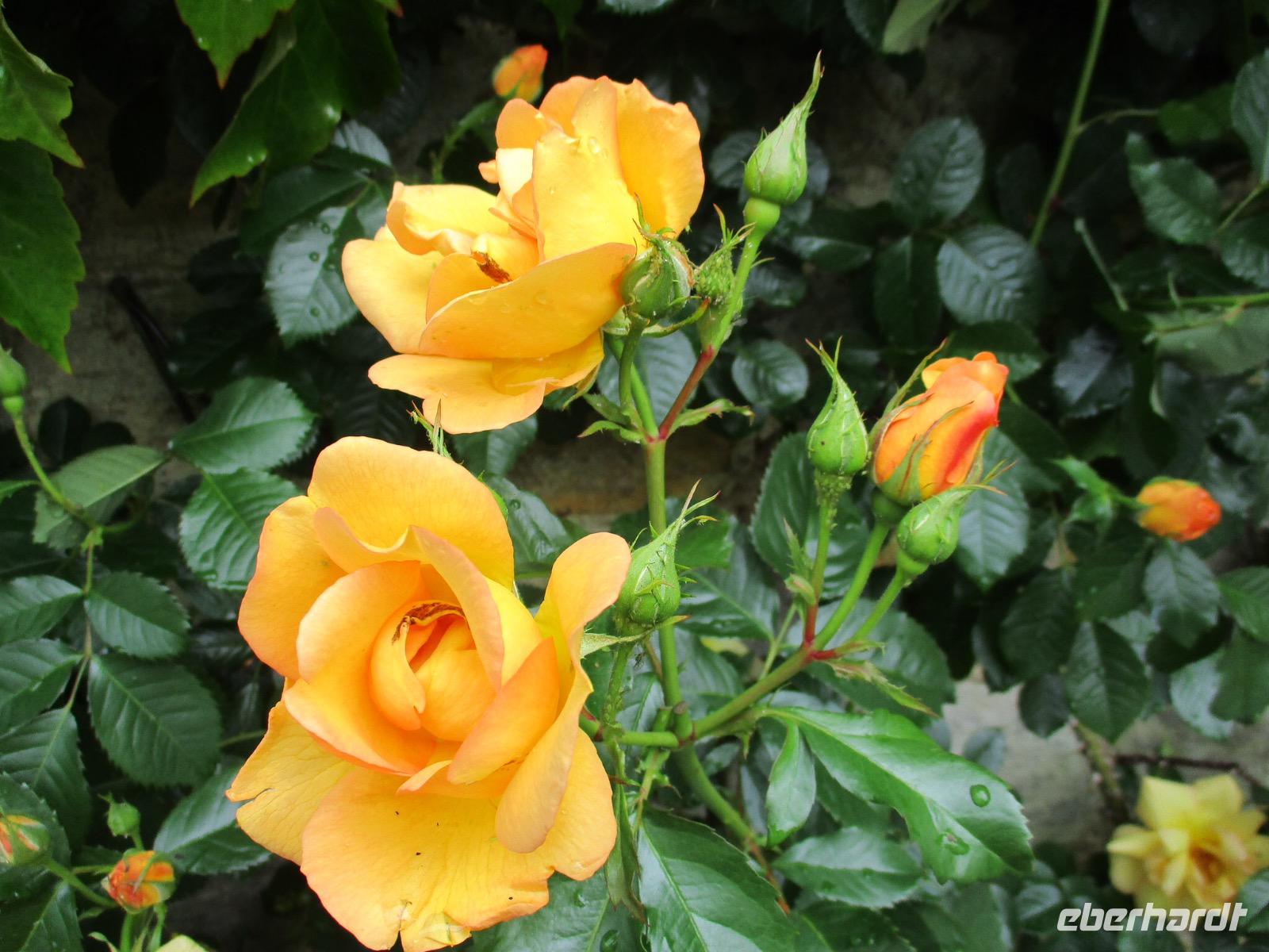 Hever Castle and Gardens