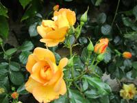 Hever Castle and Gardens