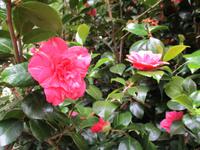 The Lost Gardens of Heligan