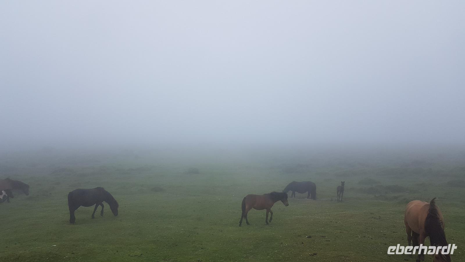 Dartmoor 20180618 172931