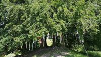 Avebury - Wish Tree - Wunschbaum 20180622 124833