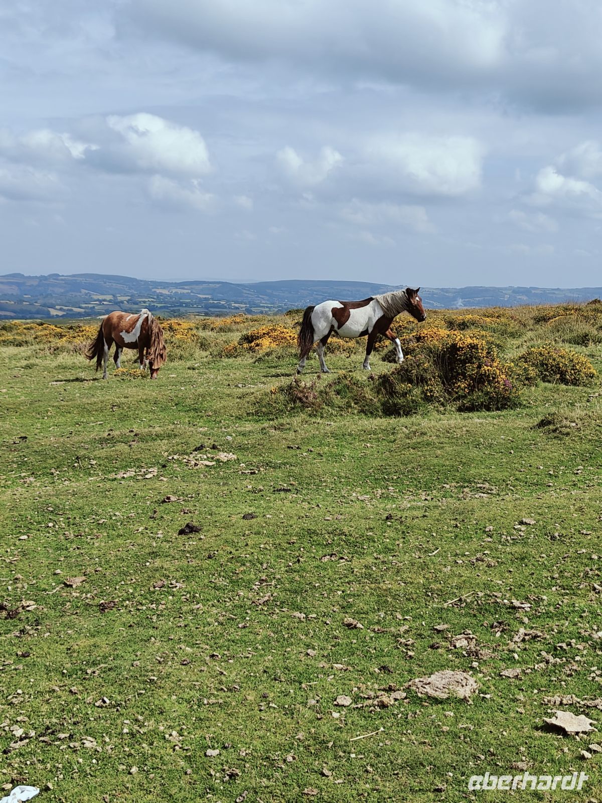 Dartmoor Ponies