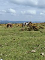 Dartmoor Ponies