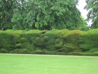 Topiary