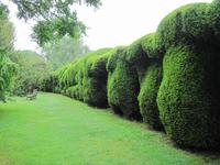 Topiary in Folge