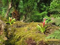 Lost garden of Heligan