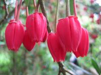 Schönheit zum verlieben