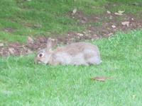 Rabbit in Heligan