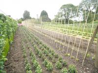 Lost Gardens of Heligan