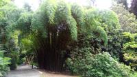 412 Cornwall, Trebah Garden