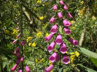 Lost Gardens of Heligan