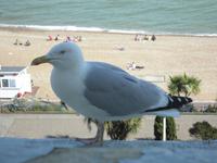 Eastbourne Möwe