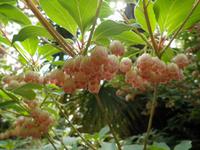 Lost Gardens of Heligan