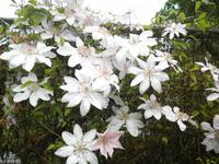 Borde Hill Garden