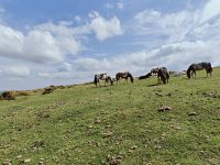 Dartmoor