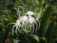 Eden Project