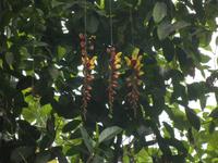 Eden Project