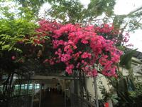 Eden Project