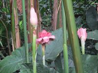 Eden Project