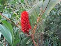 Eden Project