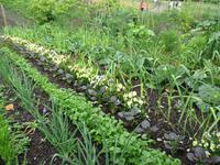 Eden Project