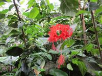 Eden Project