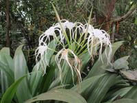 Eden Project