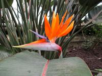 Eden Project