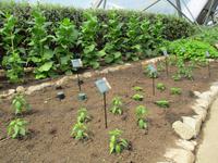 Eden Project