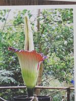 Eden Project