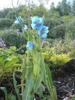 Eden Project