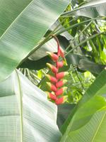 Eden Project