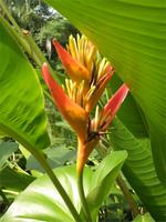 Eden Project
