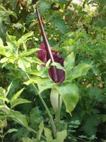 Eden Project